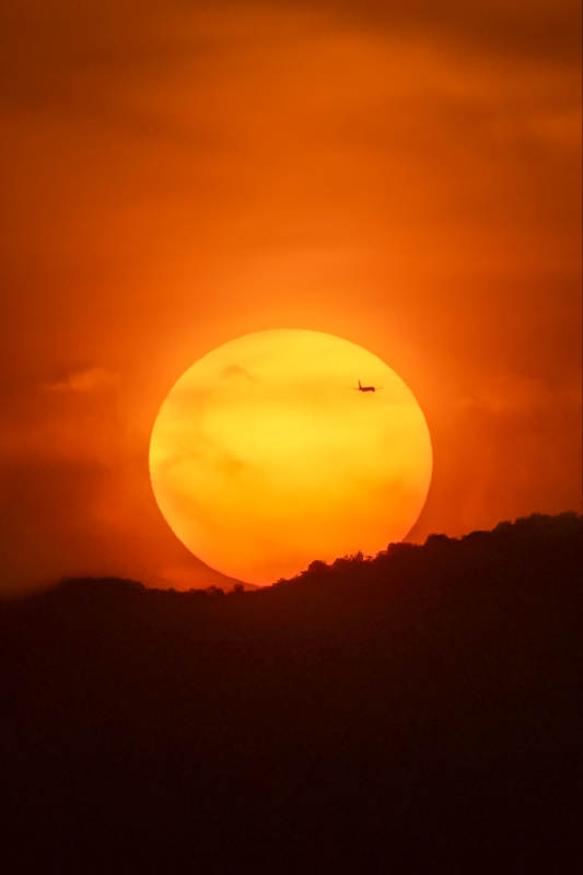 夕阳熔金 孤鸟掠日图片