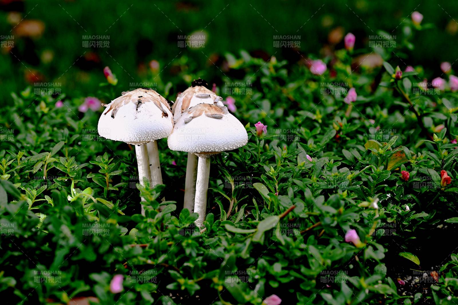 绿丛白菇 粉花点缀图片