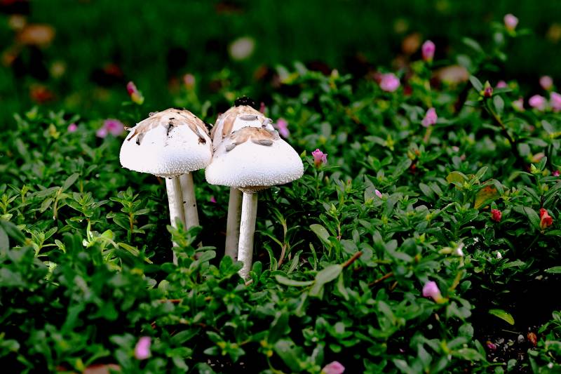 绿丛白菇 粉花点缀图片
