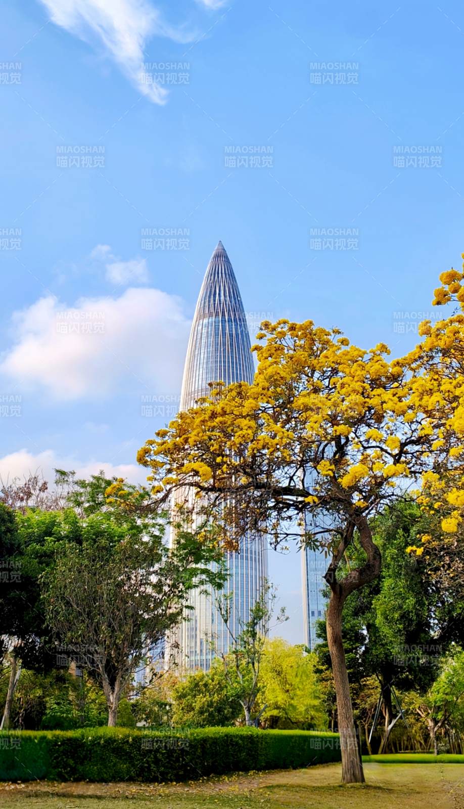 黄花映塔 蓝天如画图片