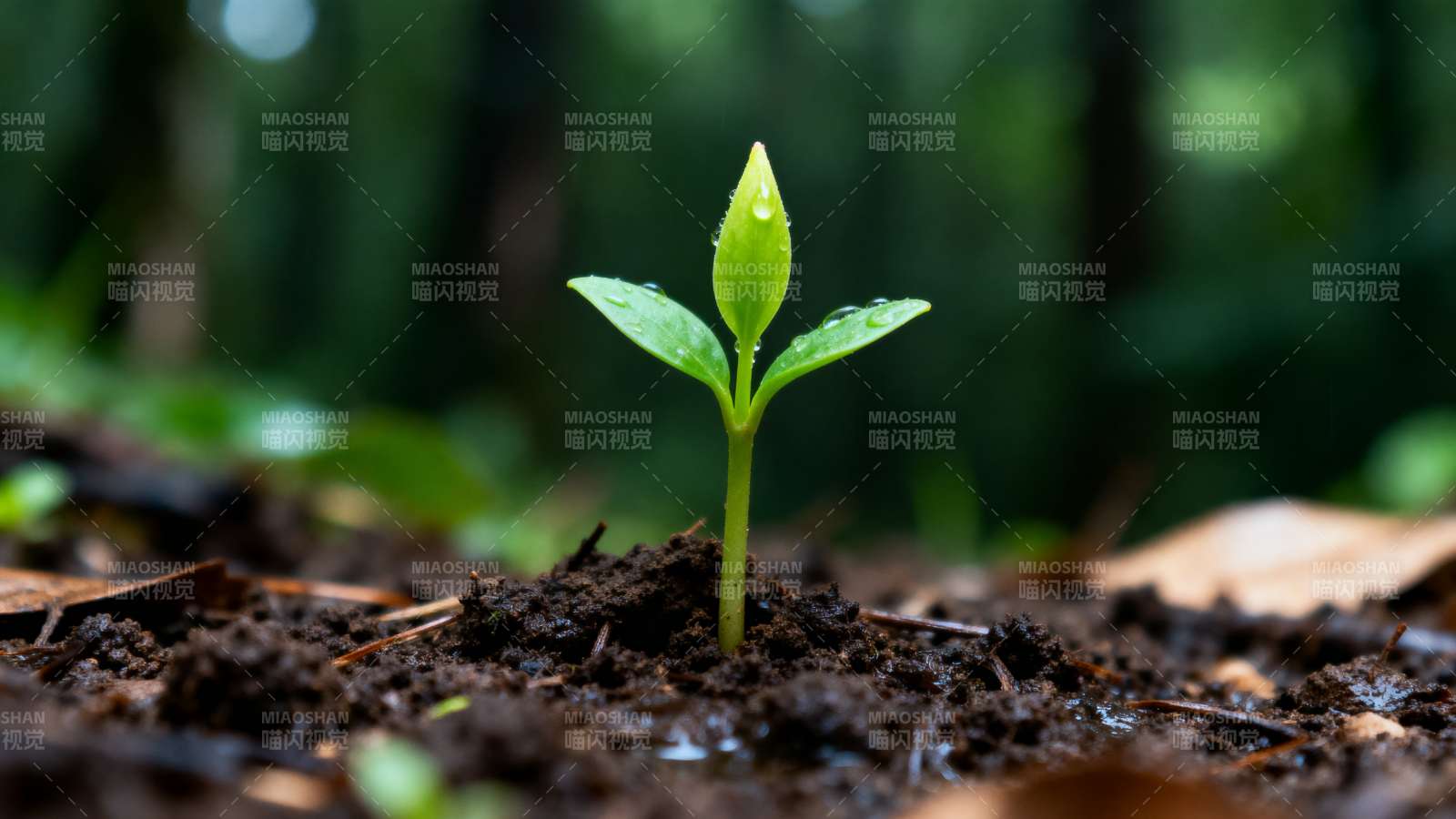嫩芽破土 生机盎然图片