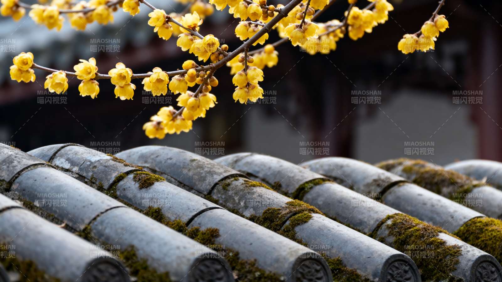 古瓦黄花映春早图片
