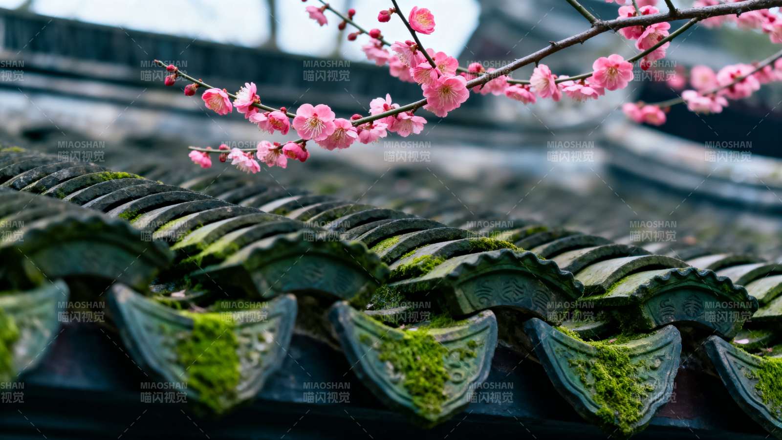 古瓦生苔 梅枝绽粉春图片