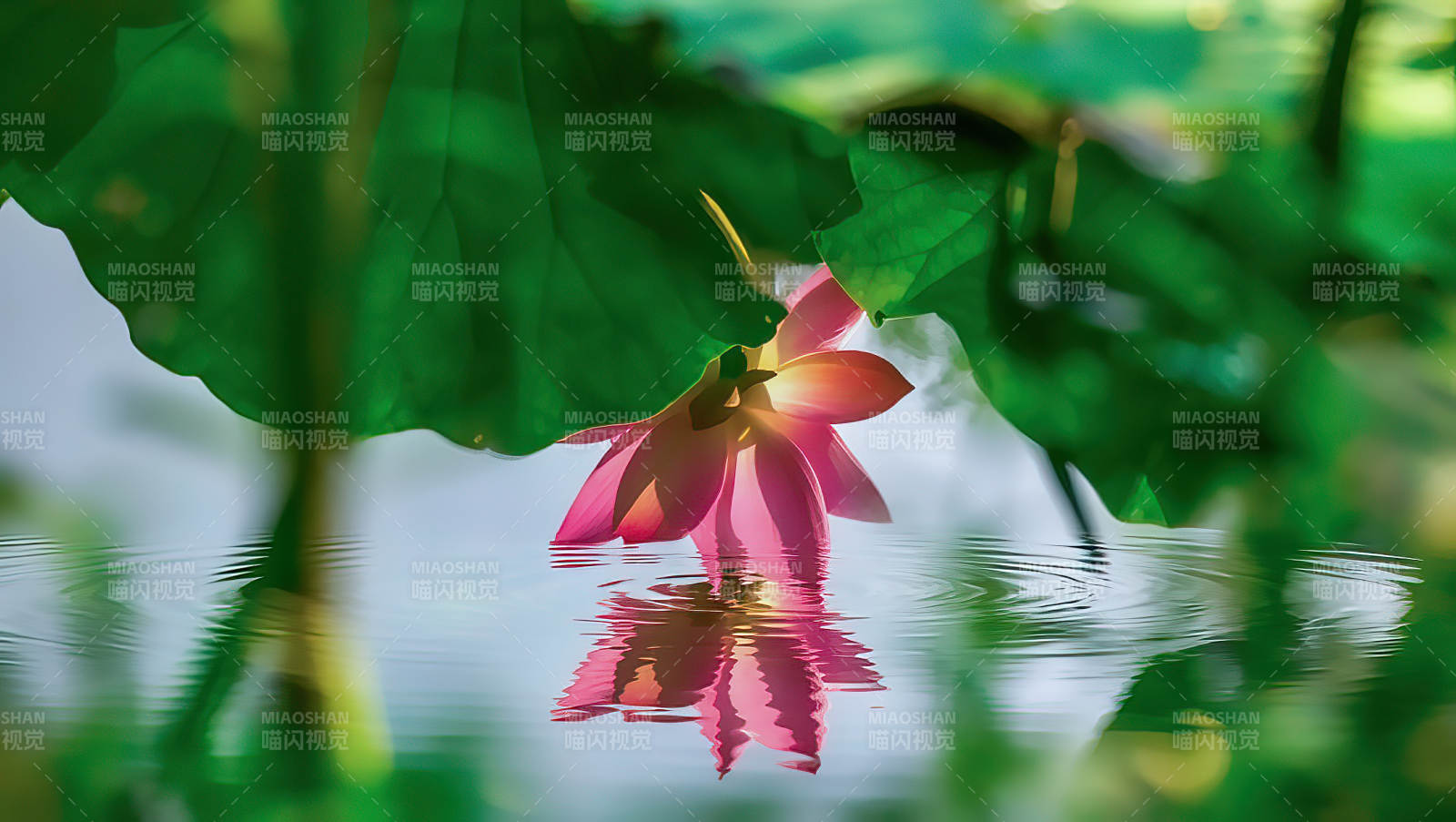 荷塘粉莲 倒影如画图片