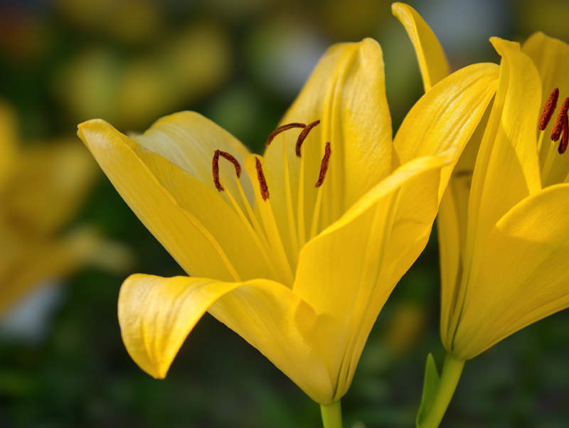 黄百合绽放 花蕊鲜红夺目图片