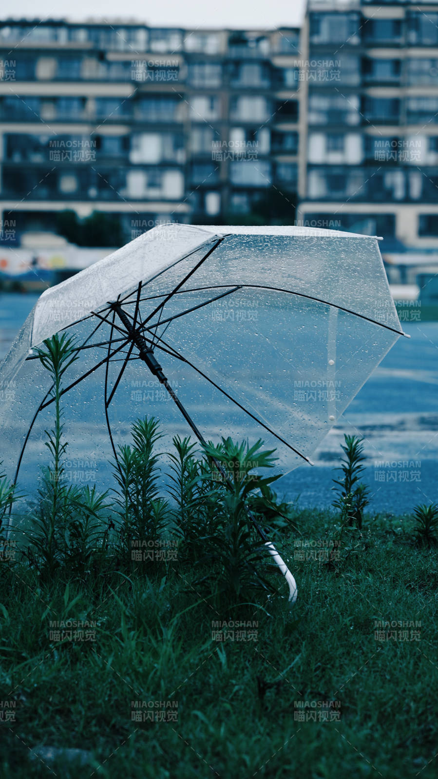 雨落伞下 草色青幽图片