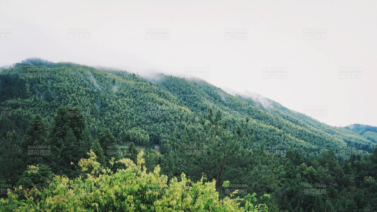青山云雾绕 绿意盎然景图片