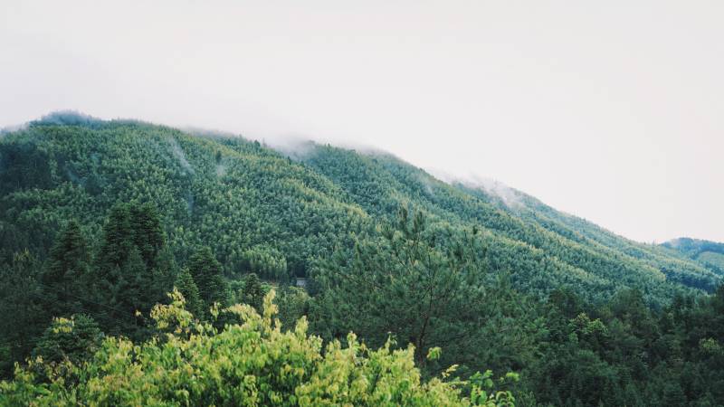 青山云雾绕 绿意盎然景图片