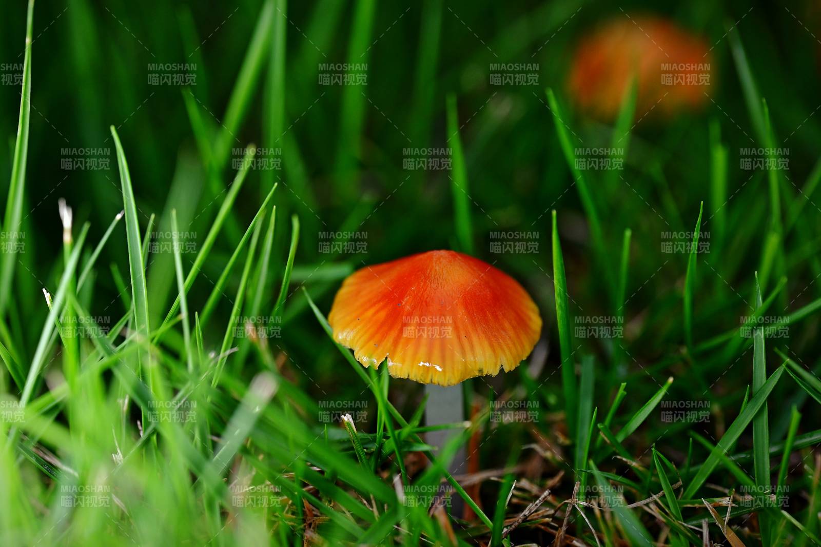 草间红菇 鲜亮如焰图片