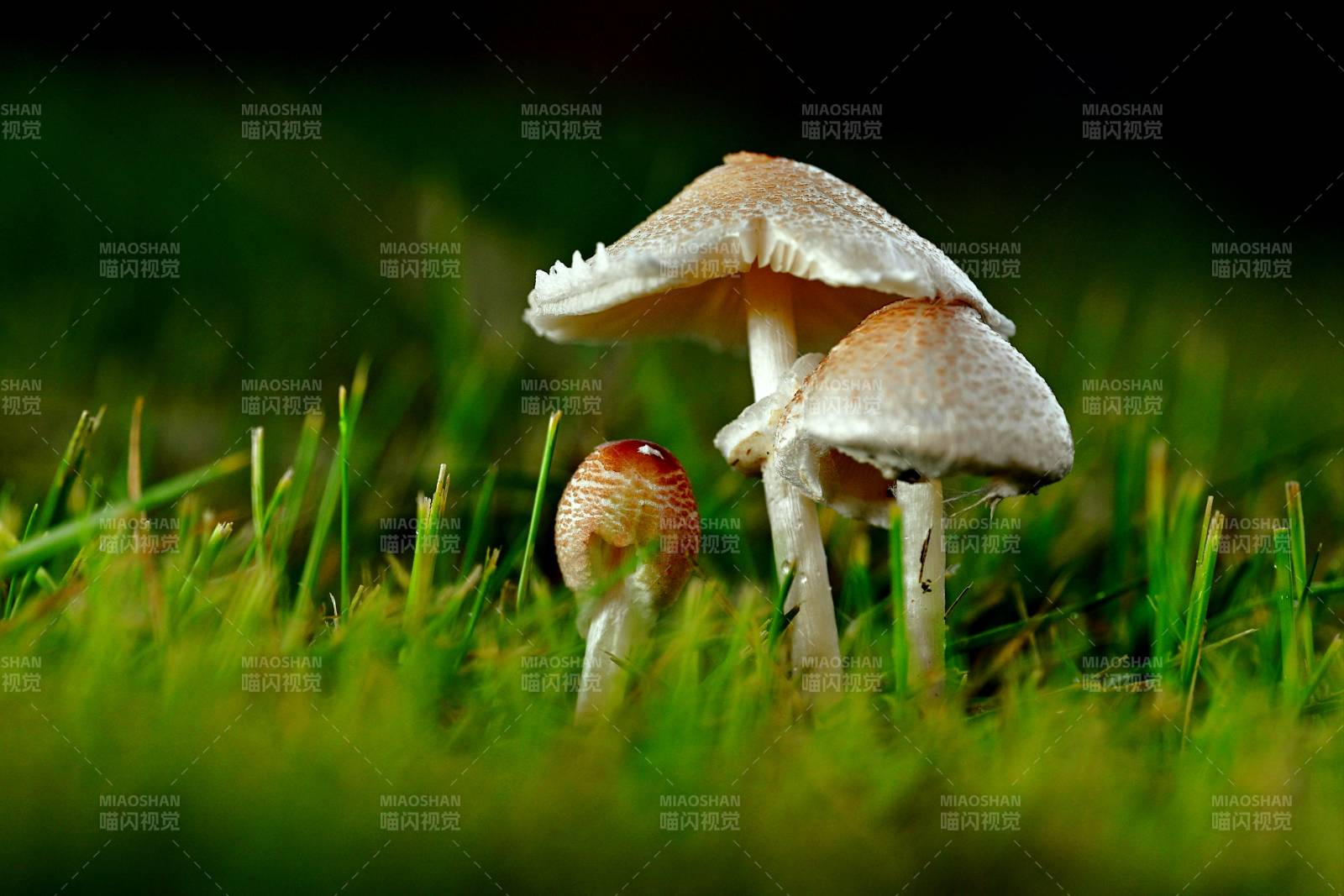 草间小蘑菇 自然微世界图片