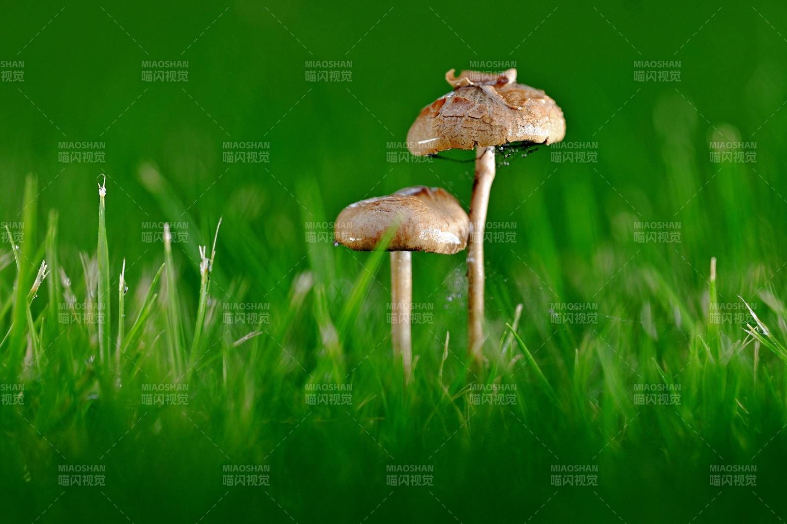绿草间双菇静立图片