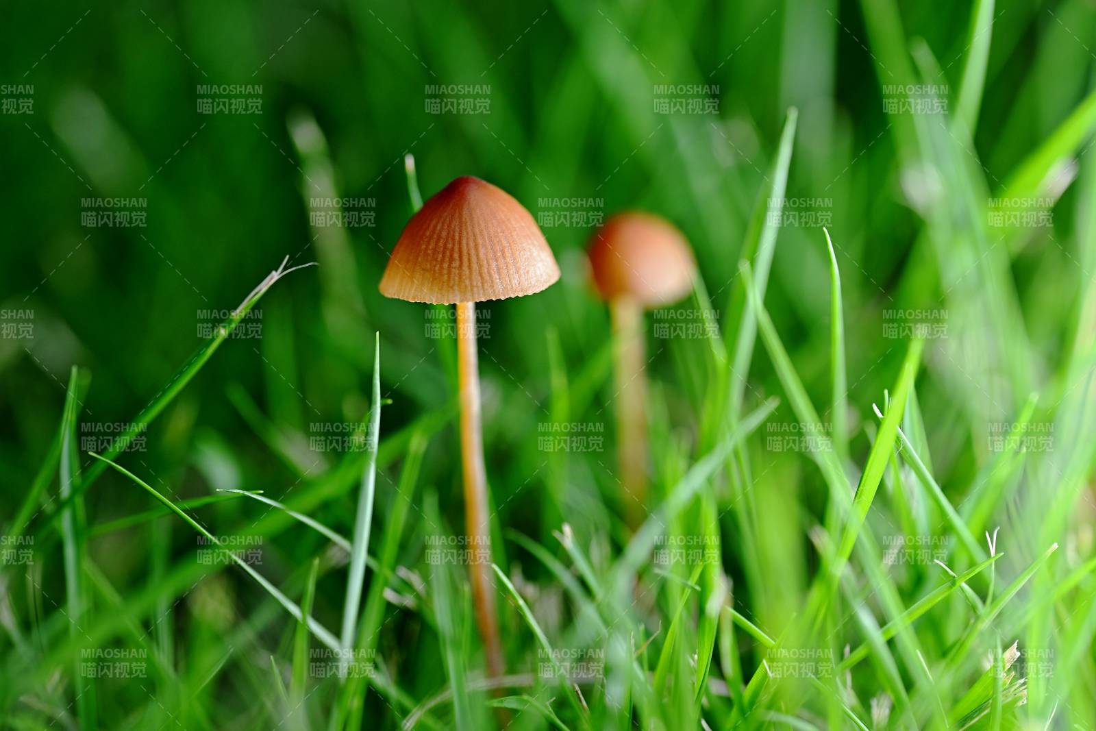 草间小蘑菇 自然微景趣图片