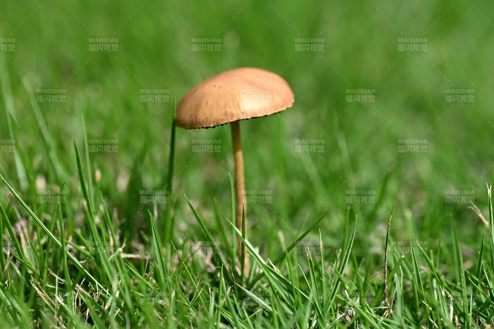 草间小蘑菇 静立绿意中图片
