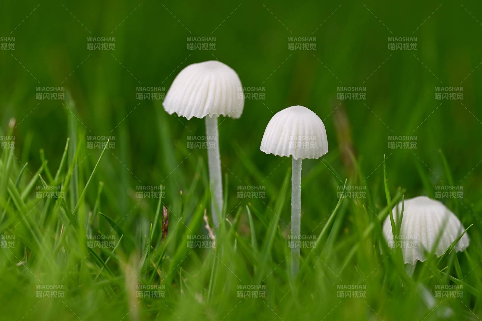 绿草间三朵小白蘑菇图片