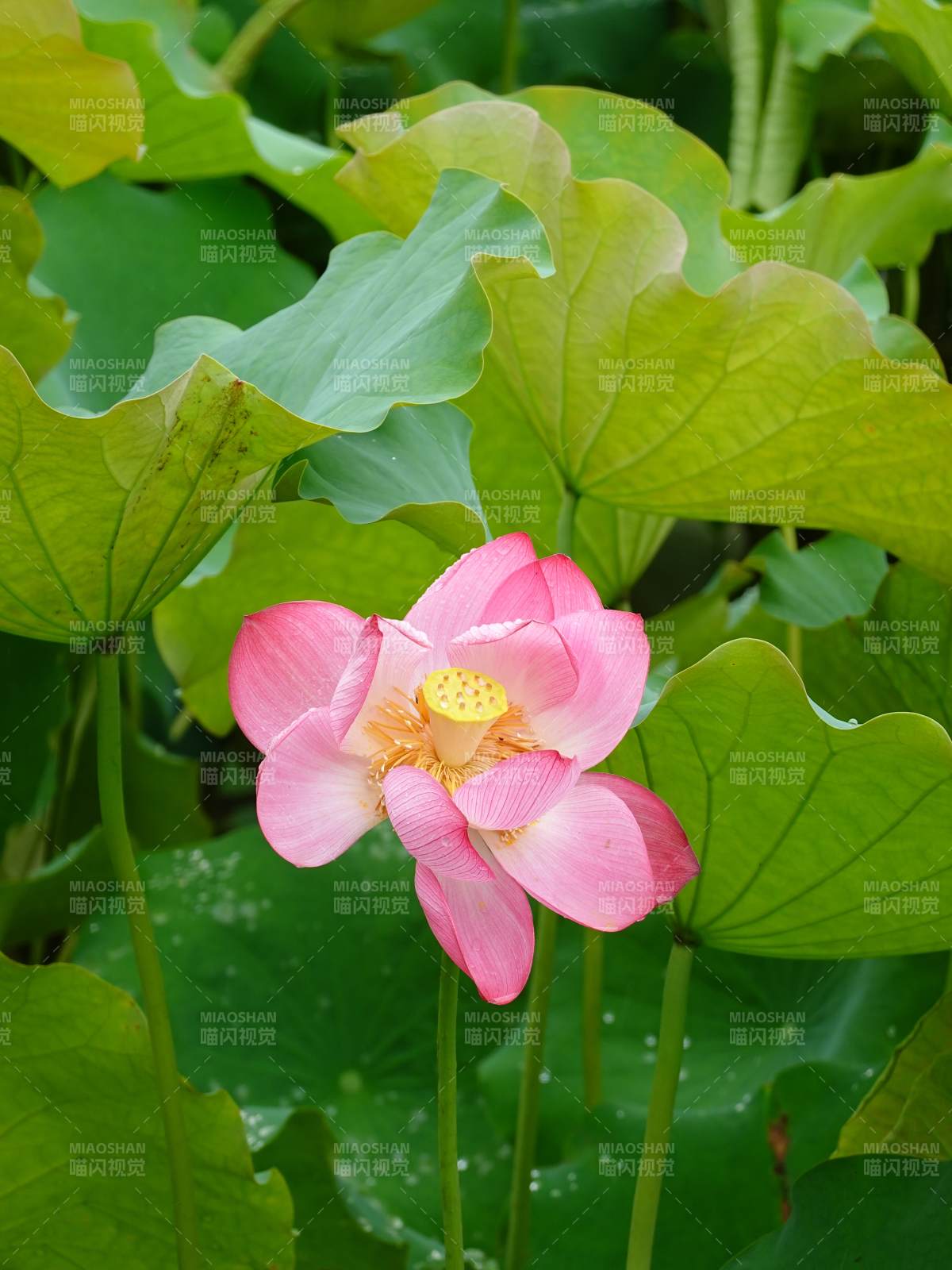 粉莲绽放绿叶间图片