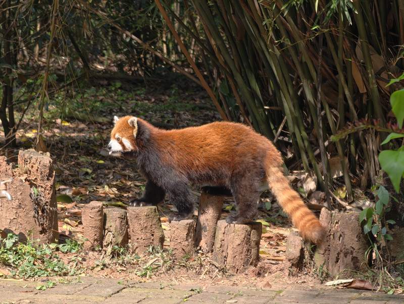 小熊猫漫步竹林间图片