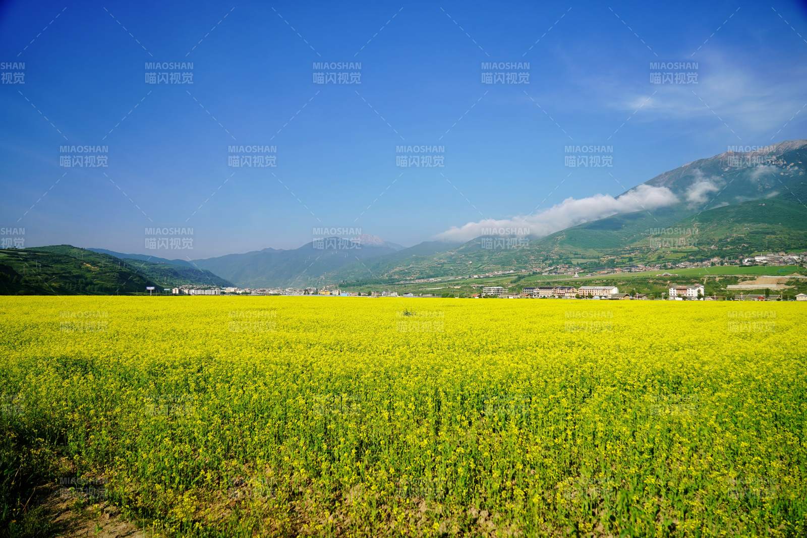 金黄花海映青山蓝天图片