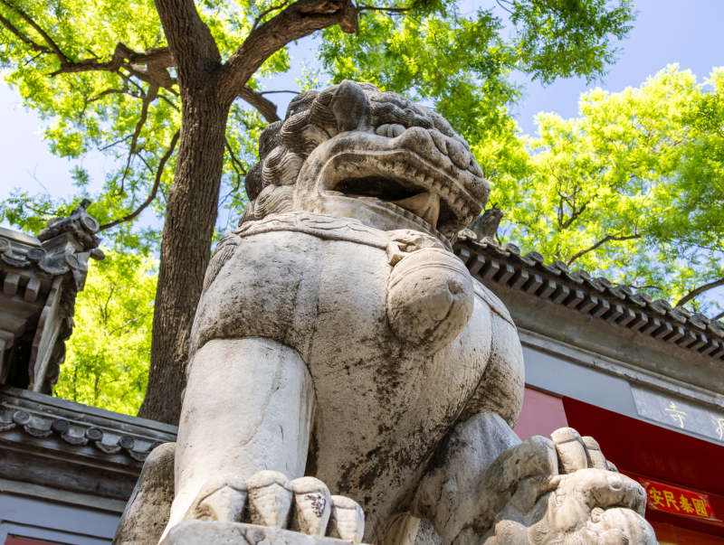 古寺石狮守门 绿树掩映法源寺图片