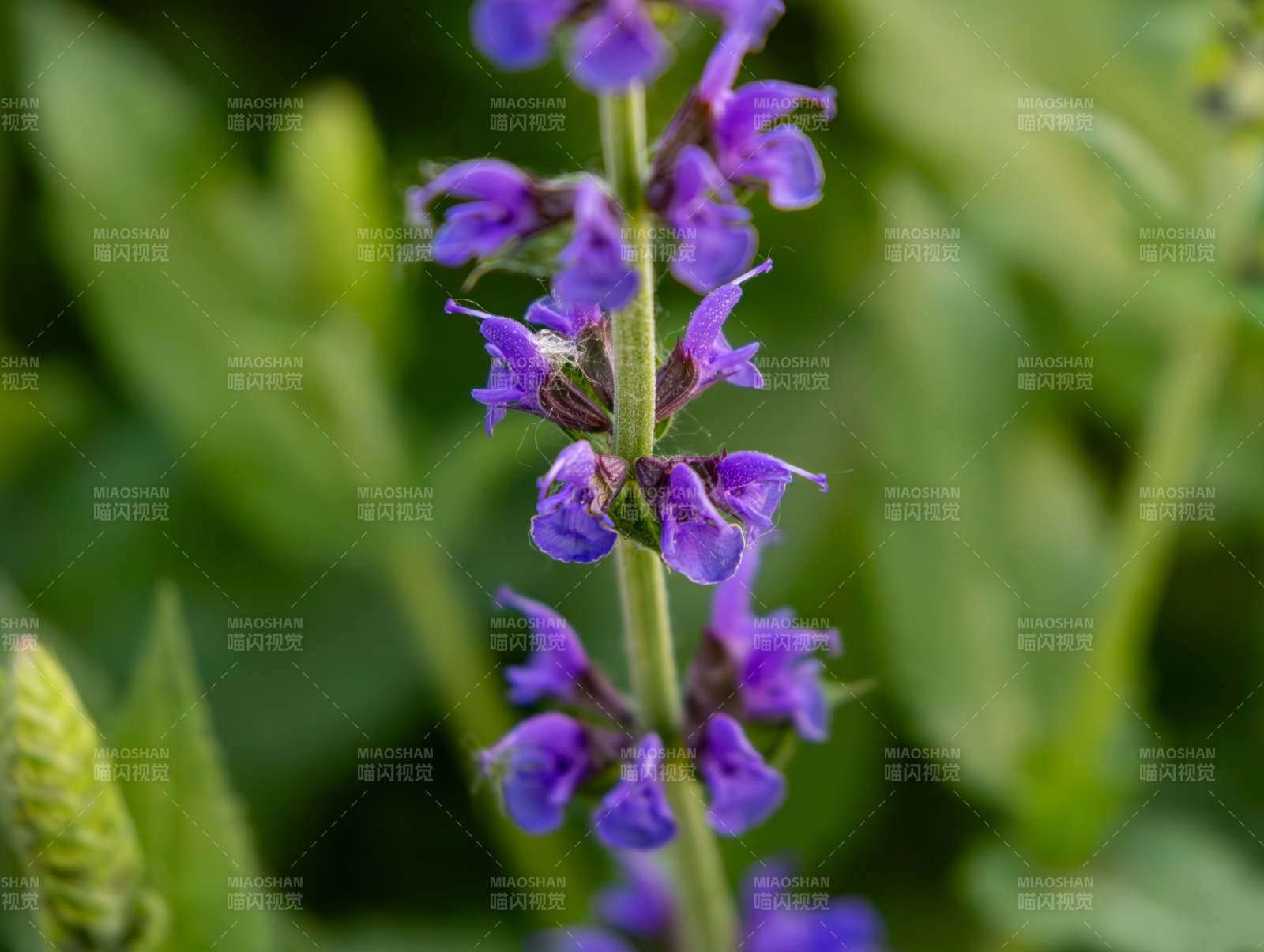 紫花鼠尾草特写图片