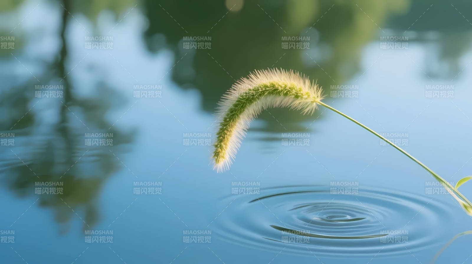 狗尾草轻点水面涟漪图片