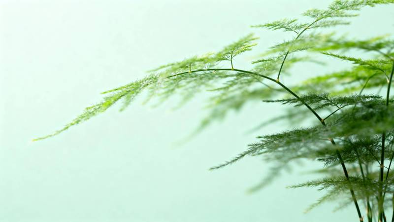 文竹轻摇 绿意盎然图片