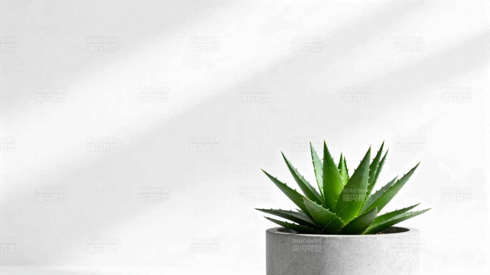 绿芦荟静置白墙前图片