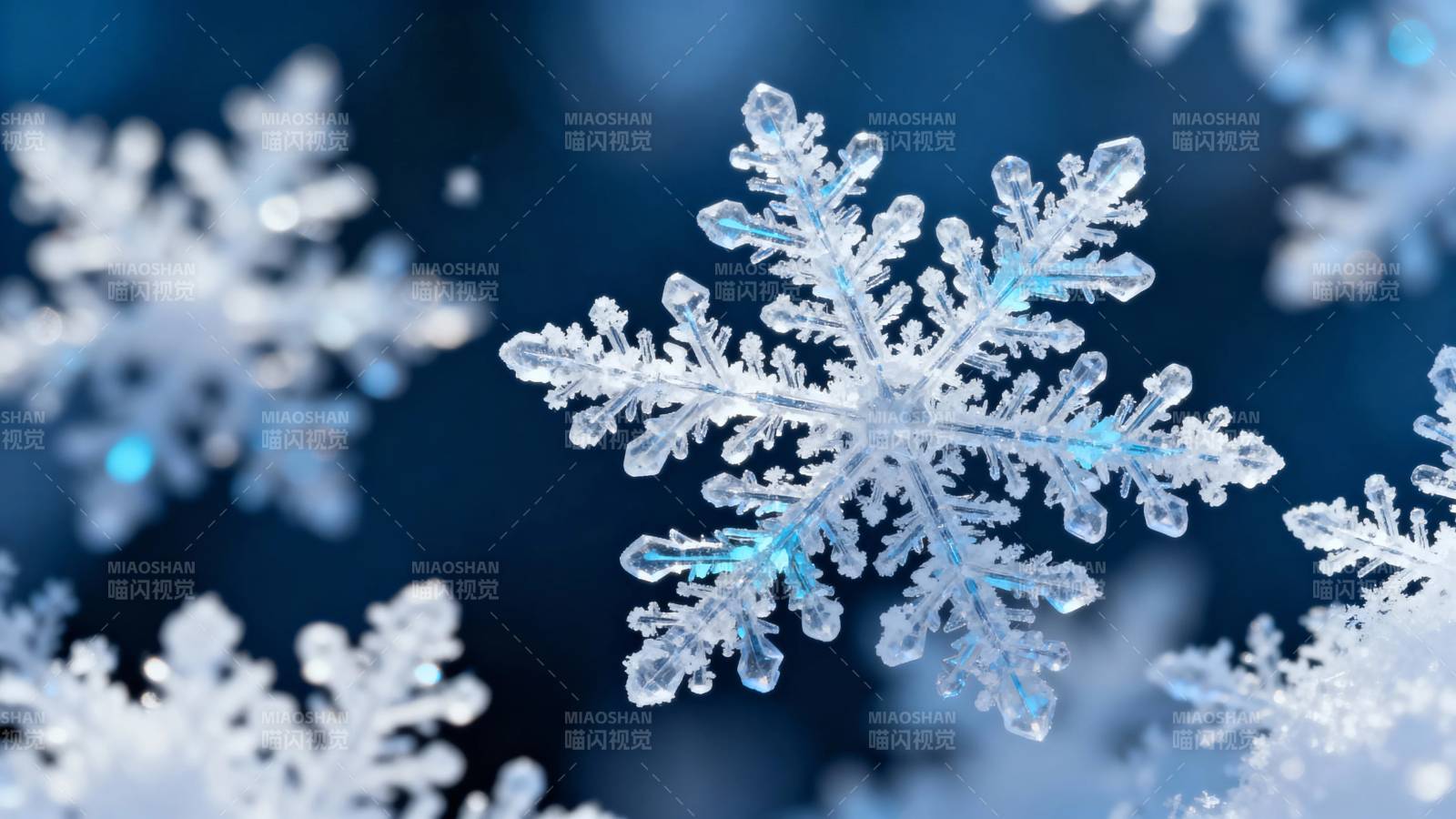 雪花晶莹 冬日之美图片