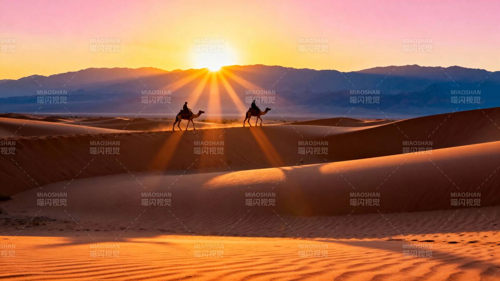 沙漠驼影迎夕阳图片