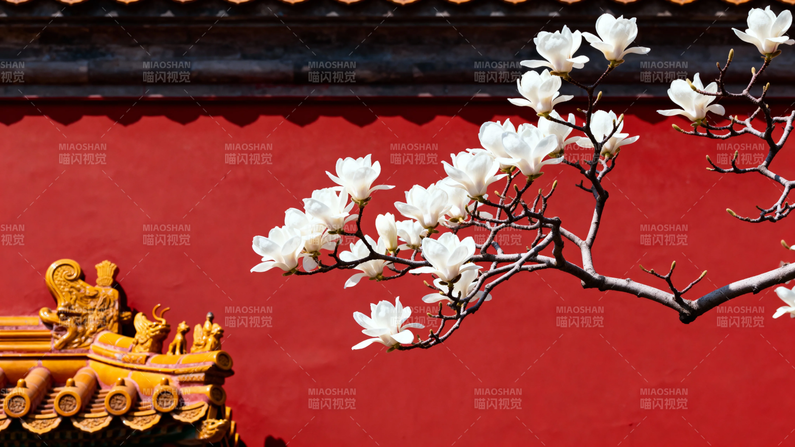 红墙玉兰花 古韵映春光图片