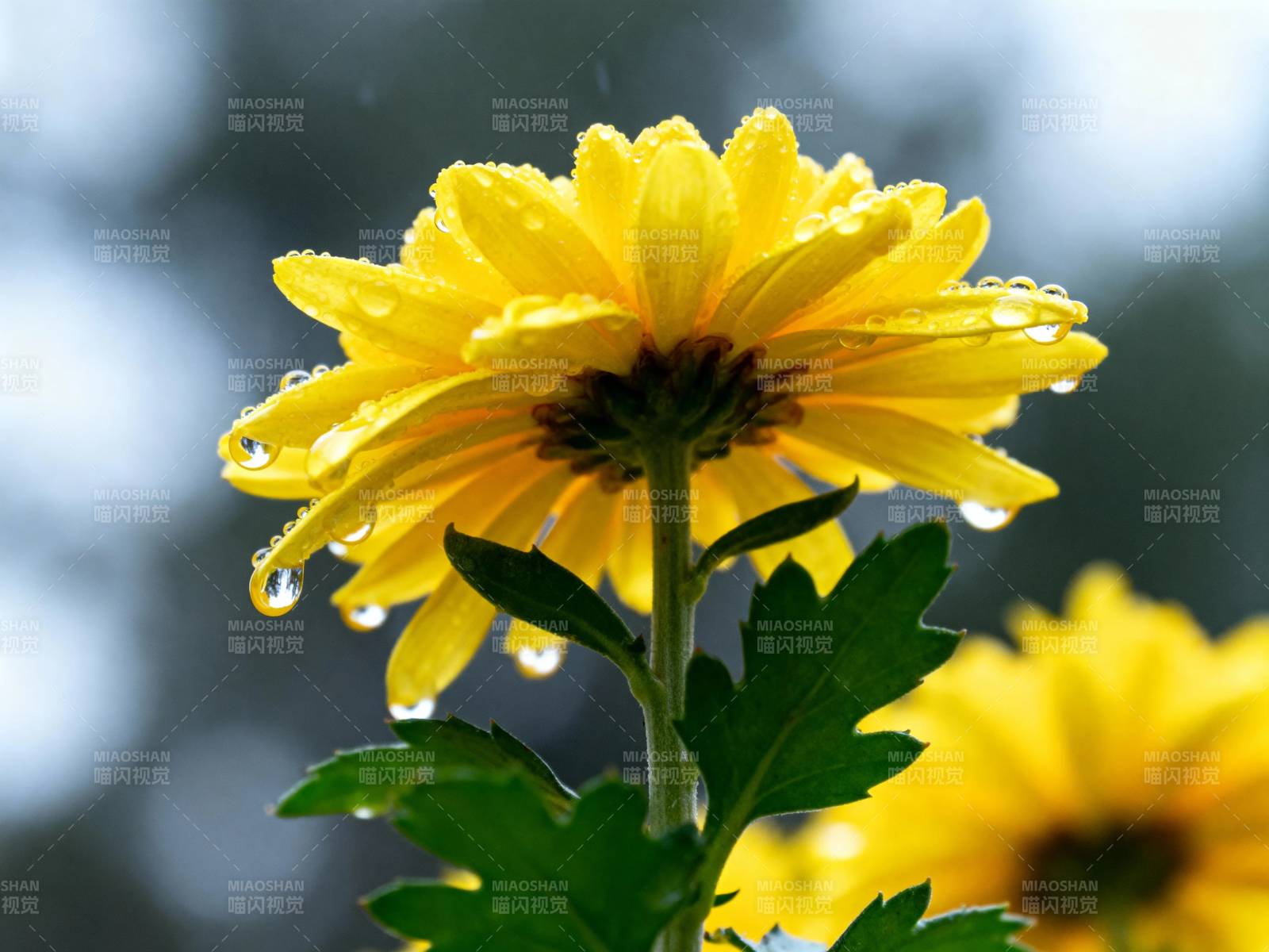 雨后黄花 露珠晶莹图片