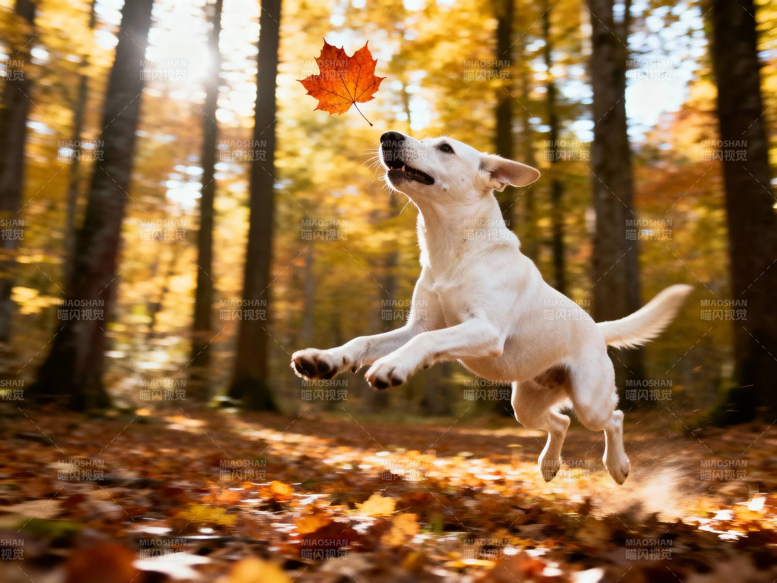 秋日跃动 白犬逐叶欢图片