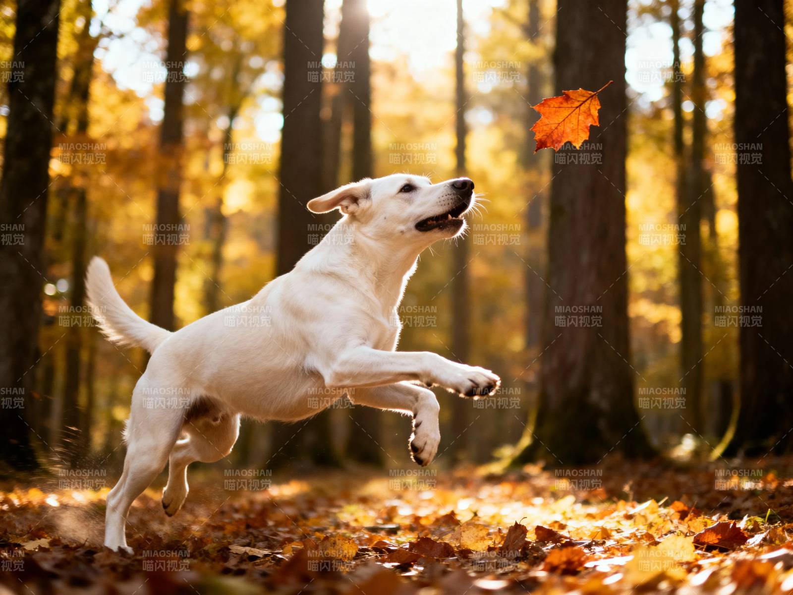 秋林跃犬追落叶图片