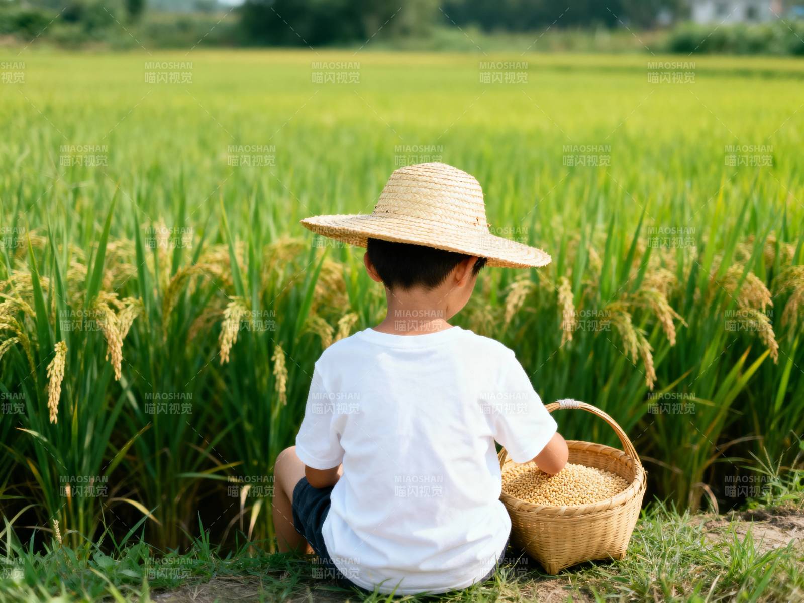 稻香童年 草帽伴 harvest图片