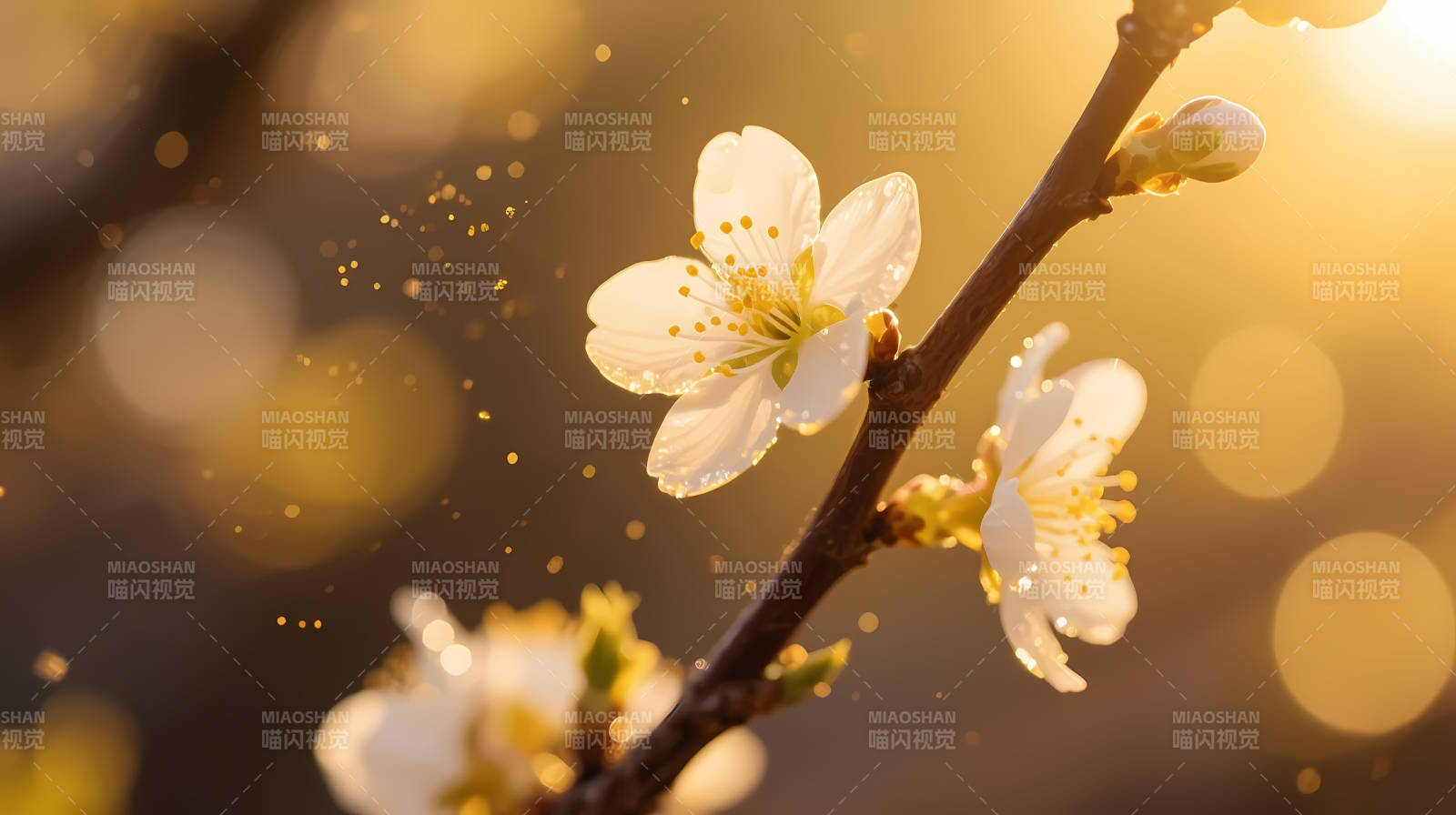 春日暖阳 白花绽放枝头图片