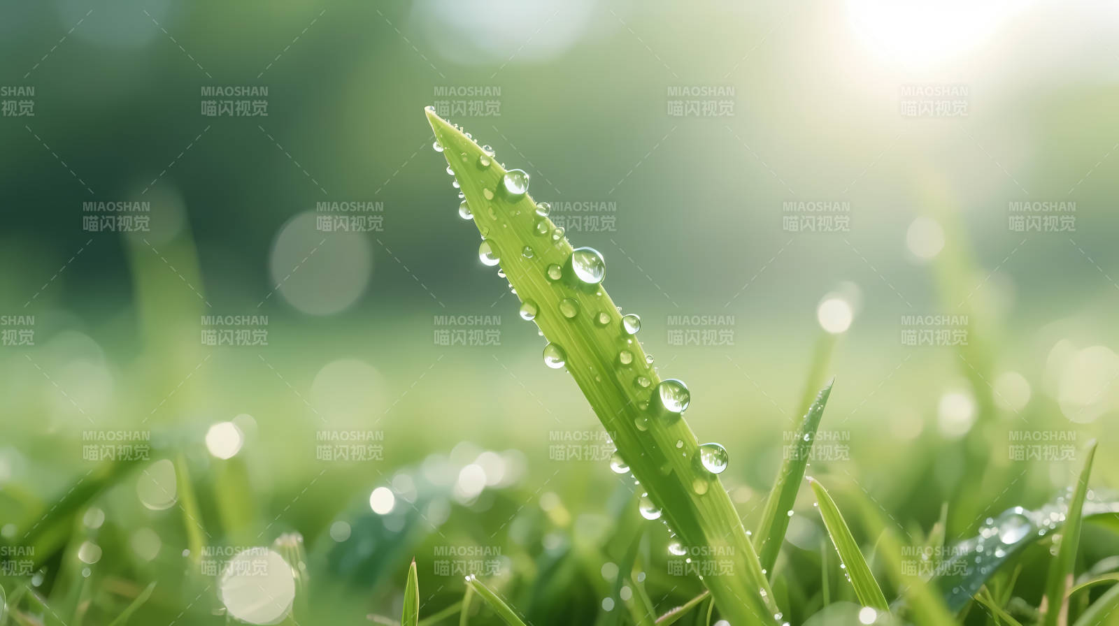晨露滴翠 叶尖凝光图片