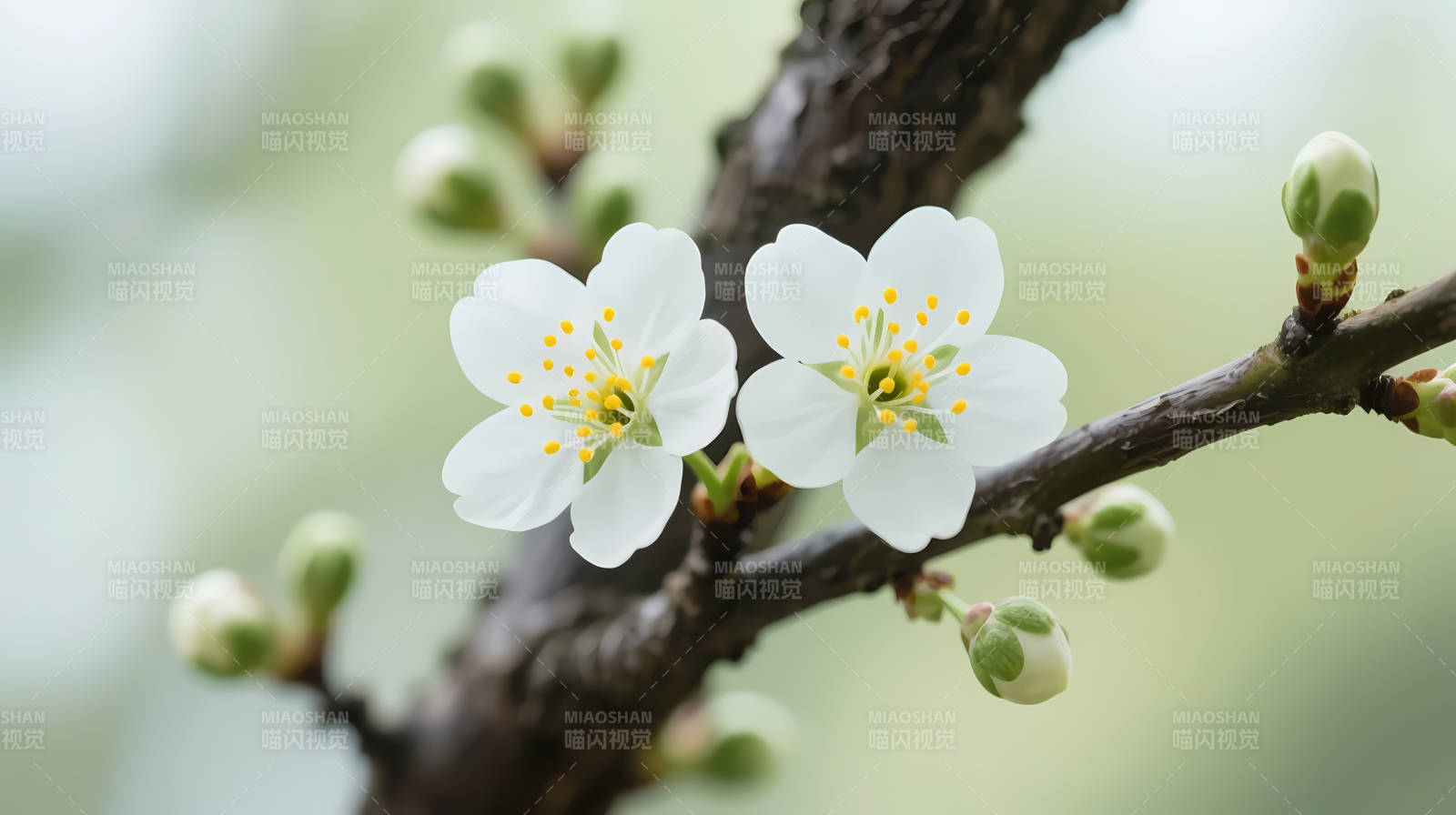 春花初绽 枝头雪白芬芳图片