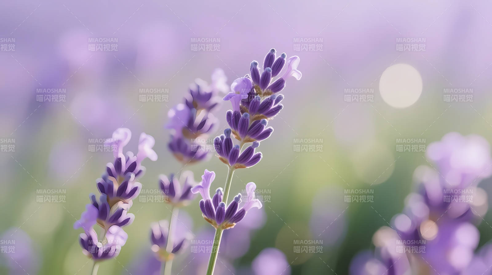 薰衣草田 梦幻紫韵图片