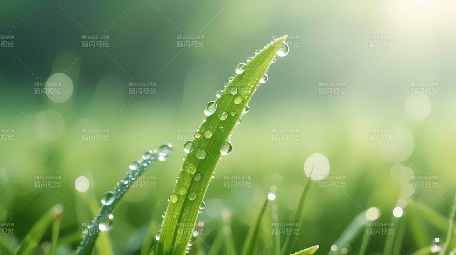 晨露缀草尖 绿意盎然生图片