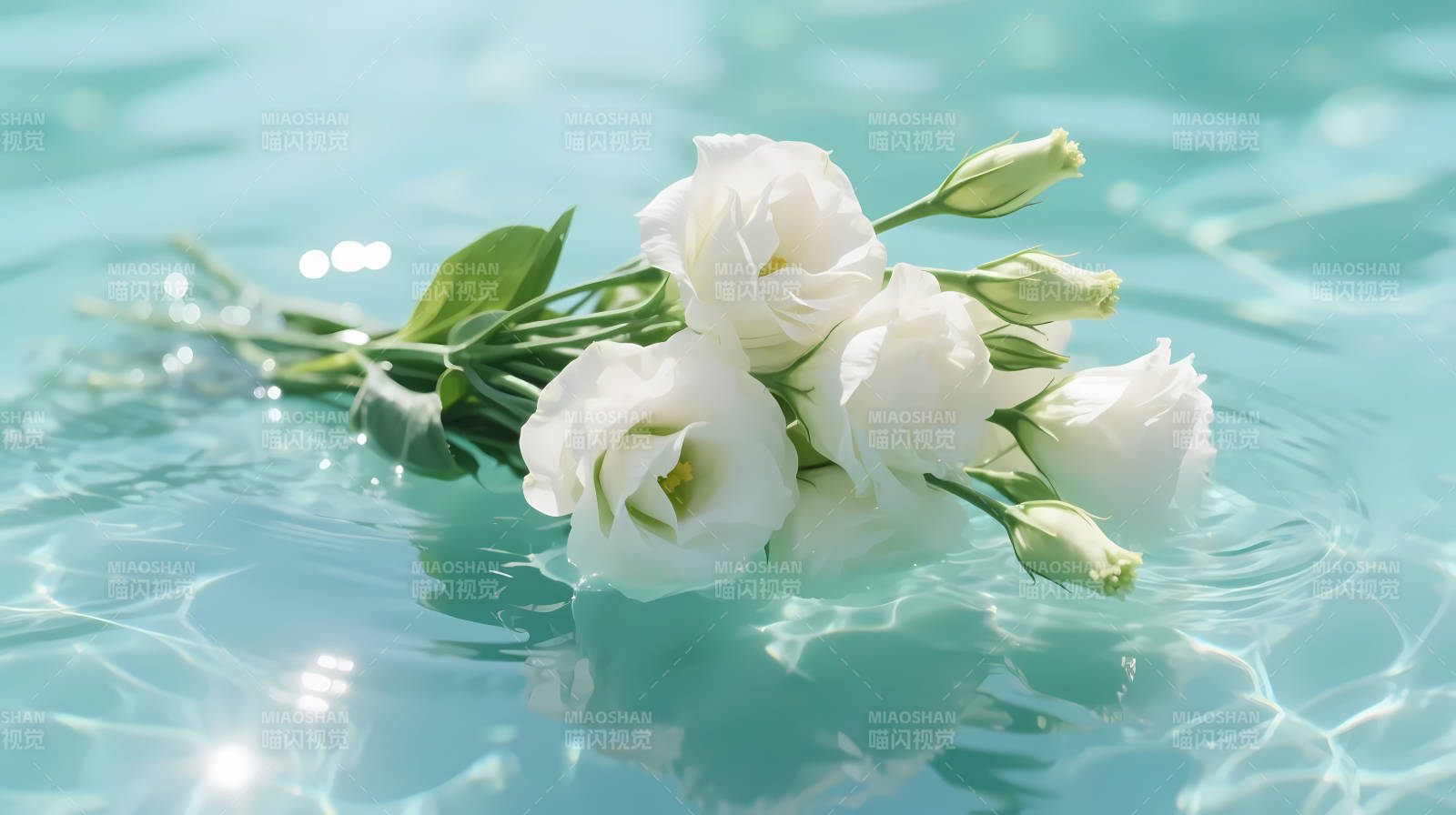 白花浮水 清波映柔光图片