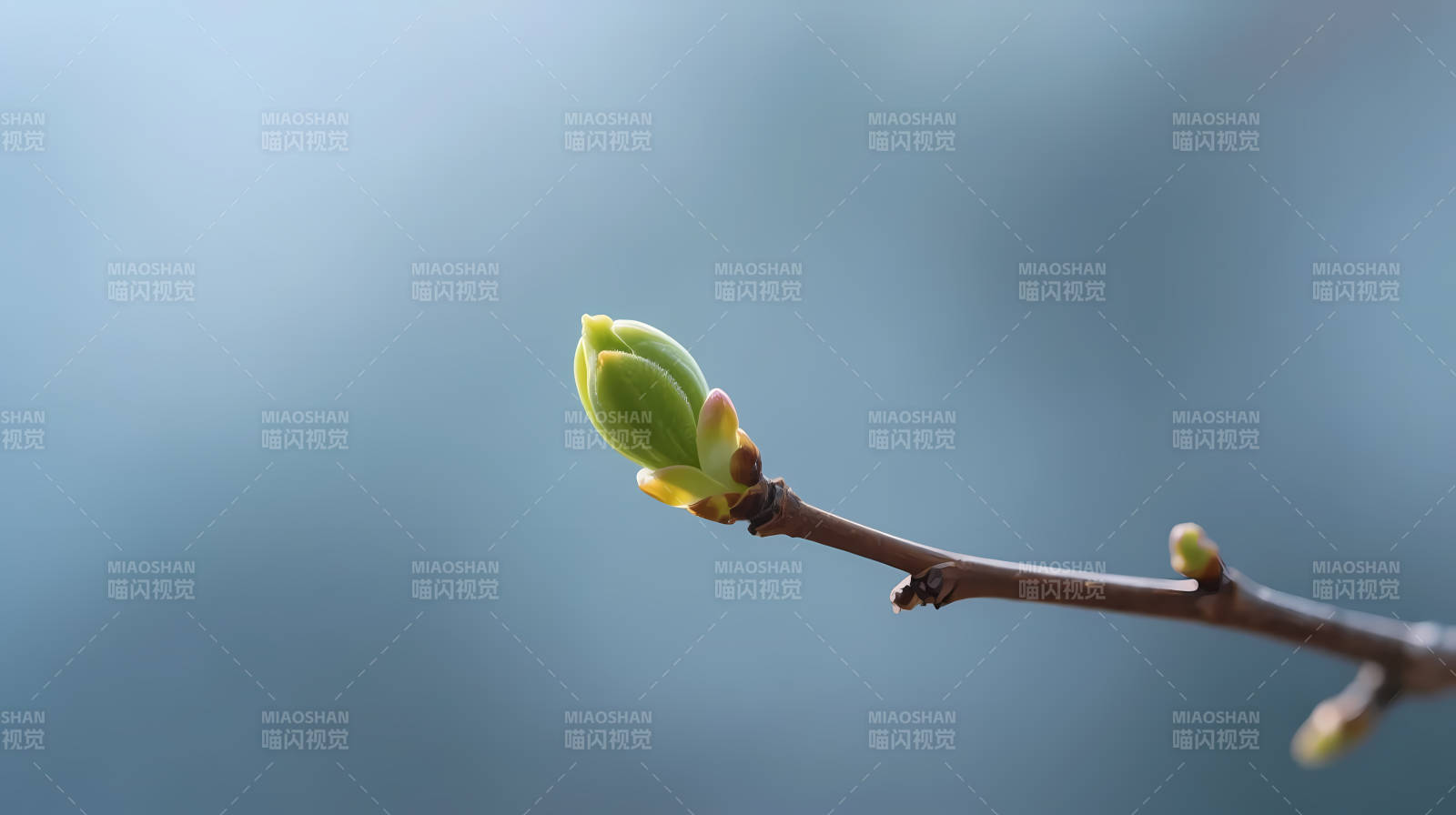 春芽初绽 枝头新绿图片