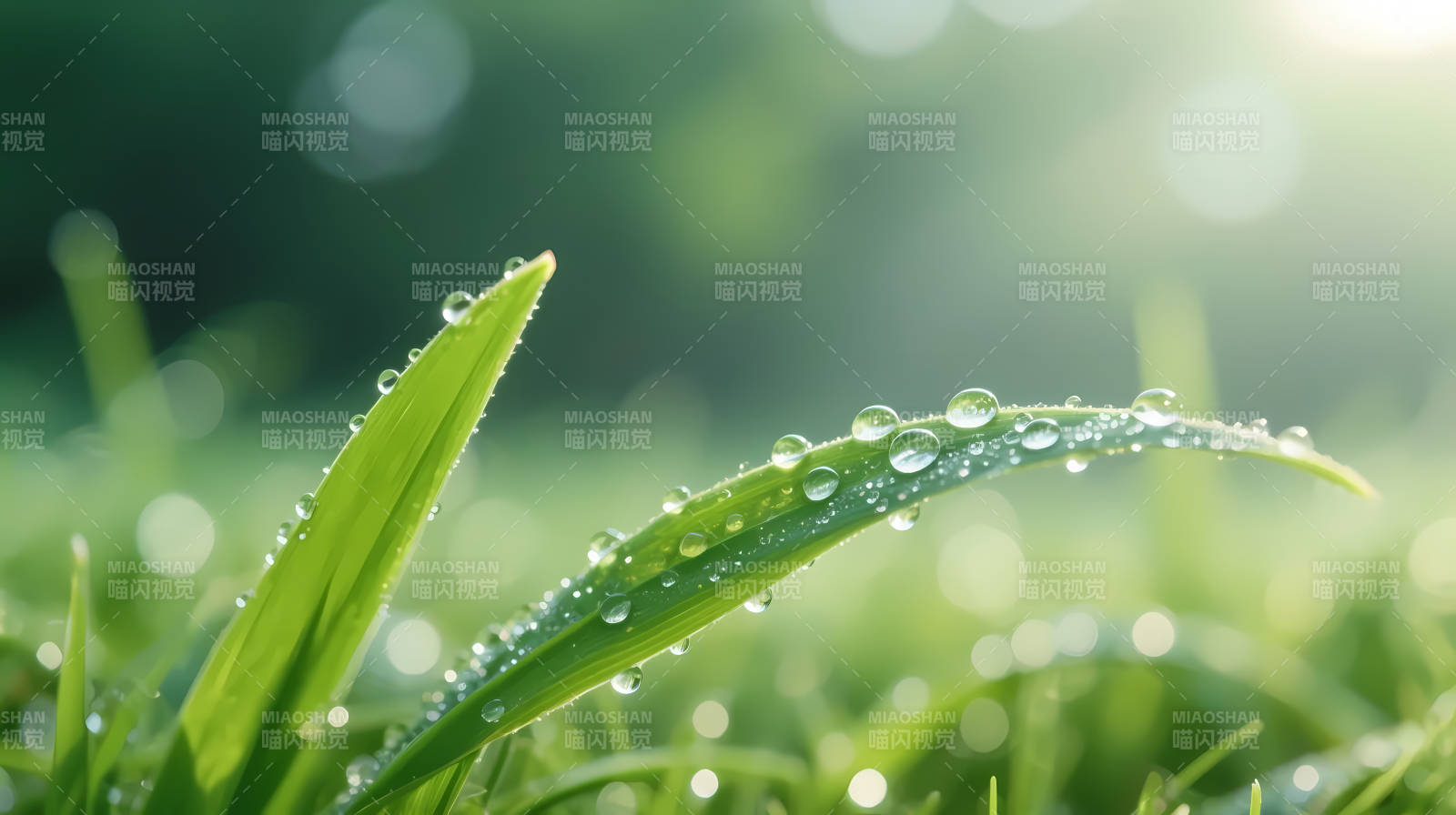 晨露缀绿叶 清新自然美图片