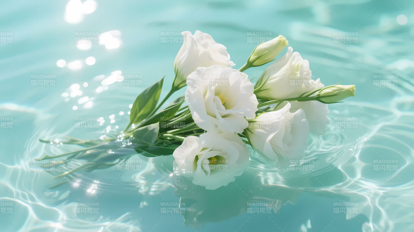 白花浮水 清波映柔光图片