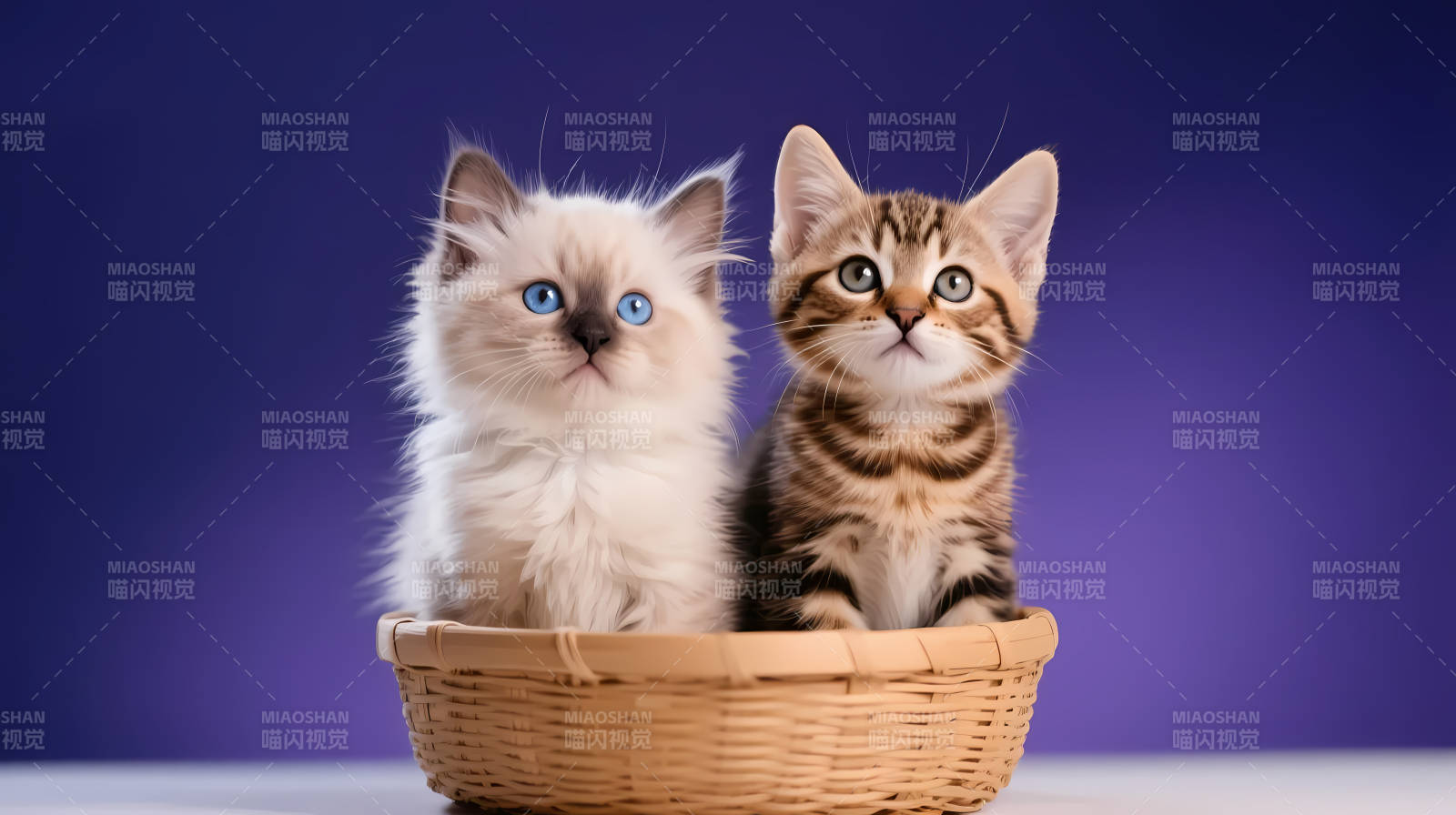 双猫同篮 萌态十足图片