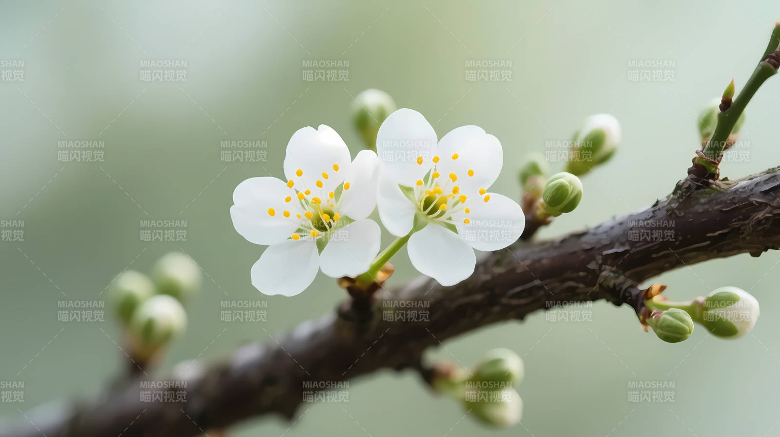 枝头白花初绽 春意盎然图片