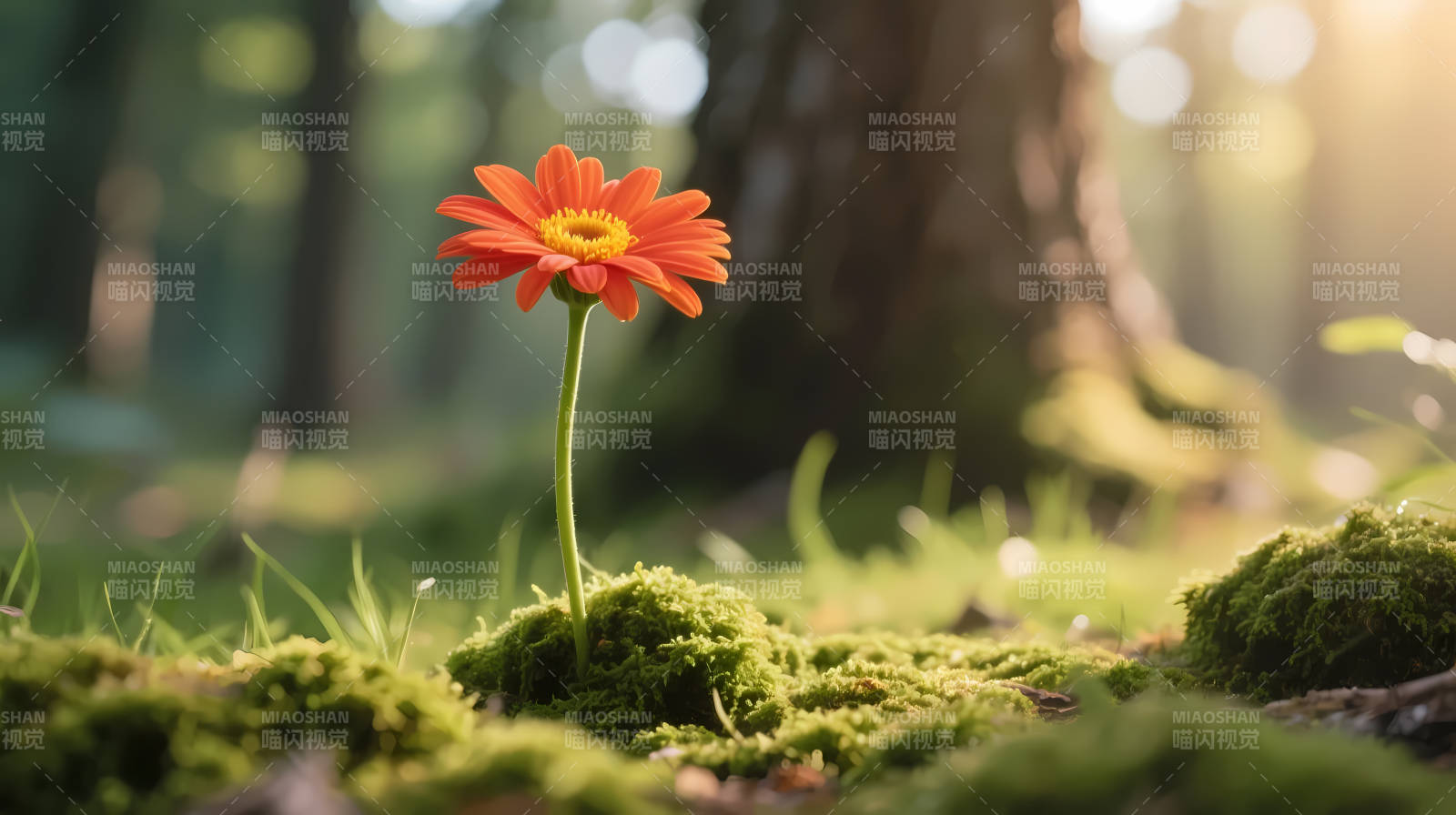 林间孤花 向阳而生图片