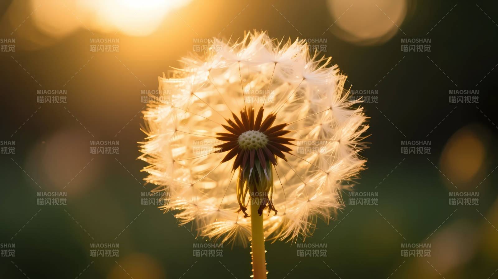 夕阳下的蒲公英绒球图片