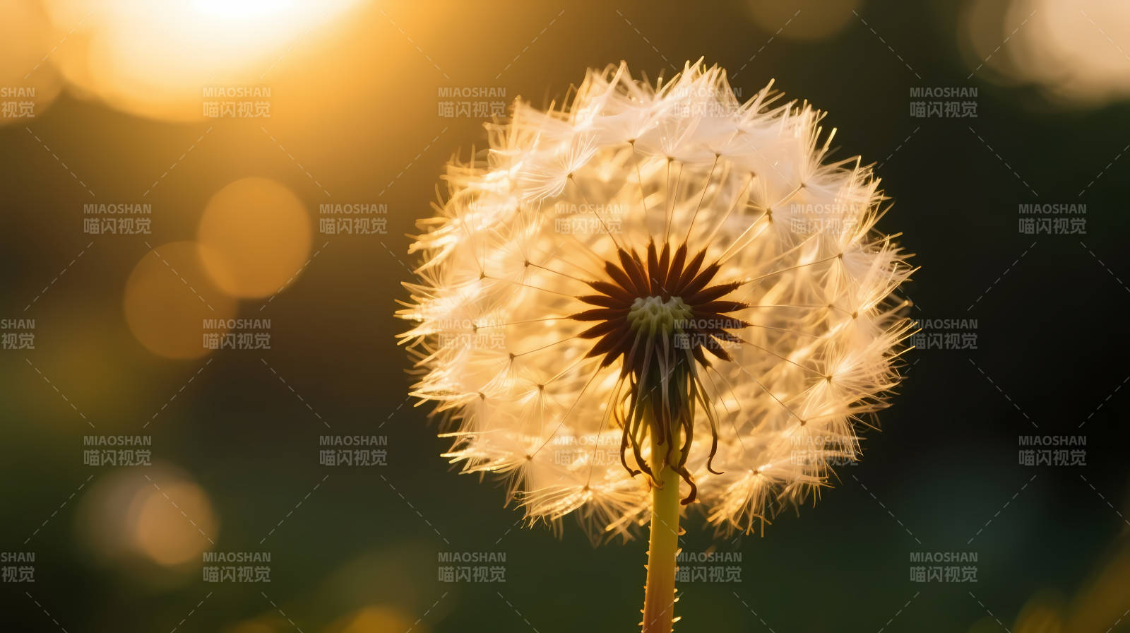 夕阳下的蒲公英绒球图片