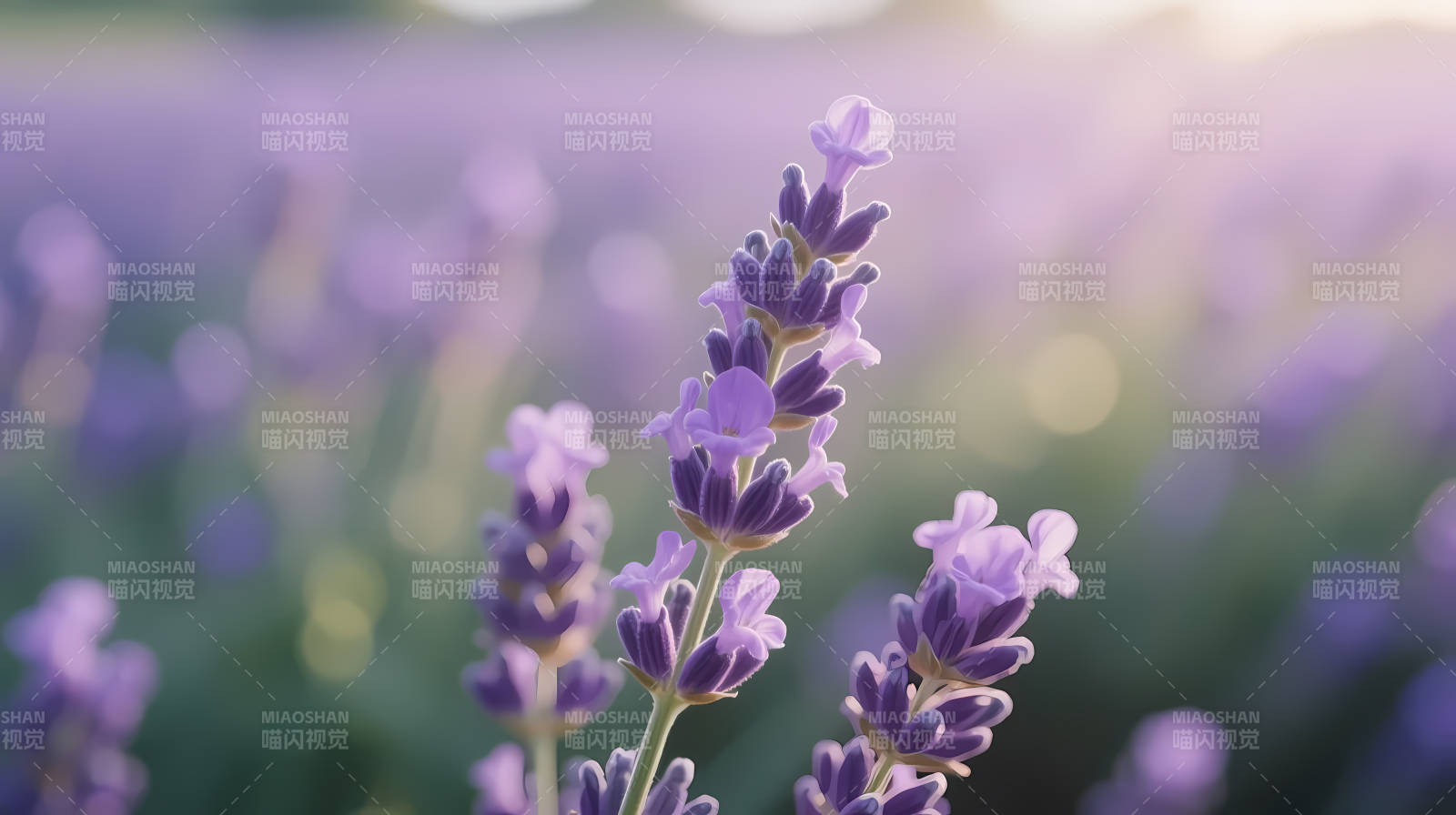 薰衣草田 温柔夕照图片