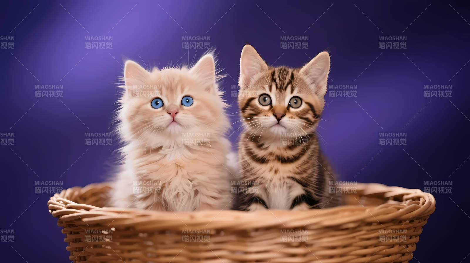 双猫同篮 萌态十足图片