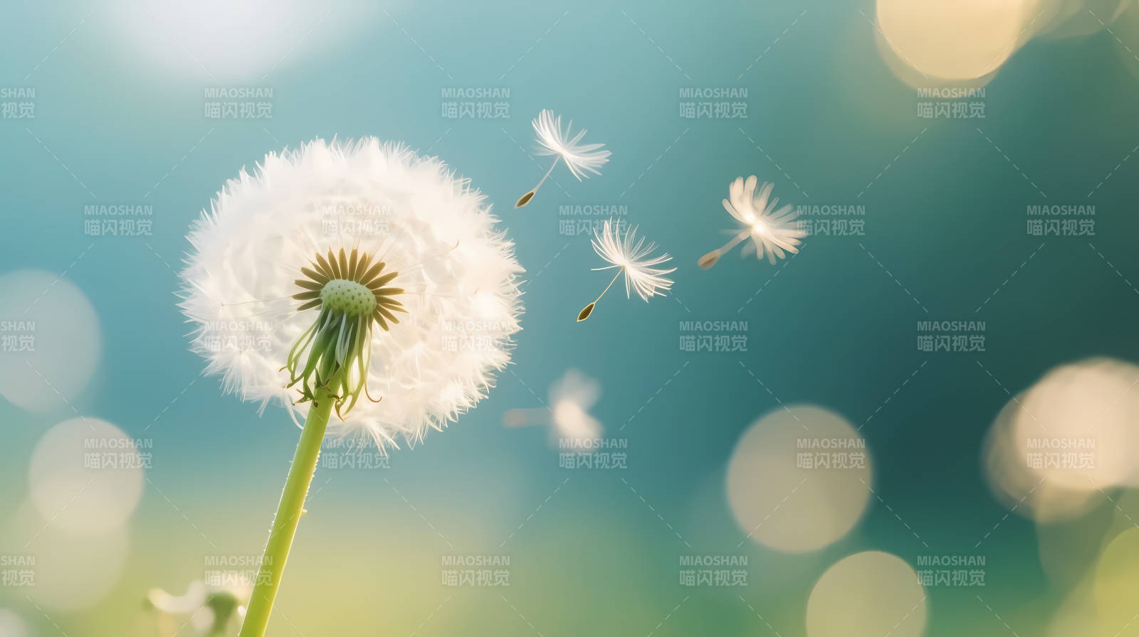 蒲公英随风轻舞 梦启航图片